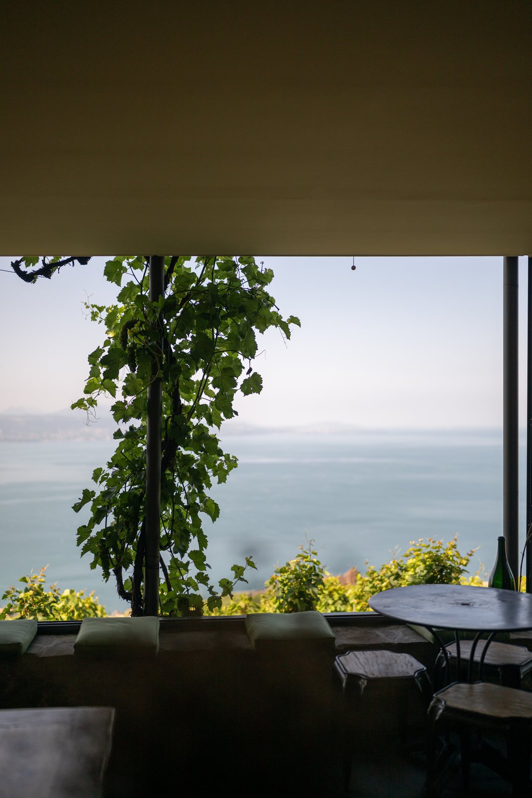 Un cep de vigne devant le Léman
