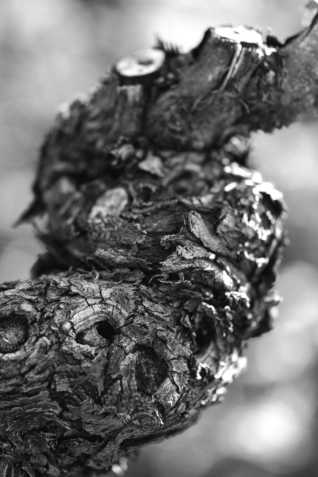 Écorce d’un vieux cep de vigne, en noir et blanc