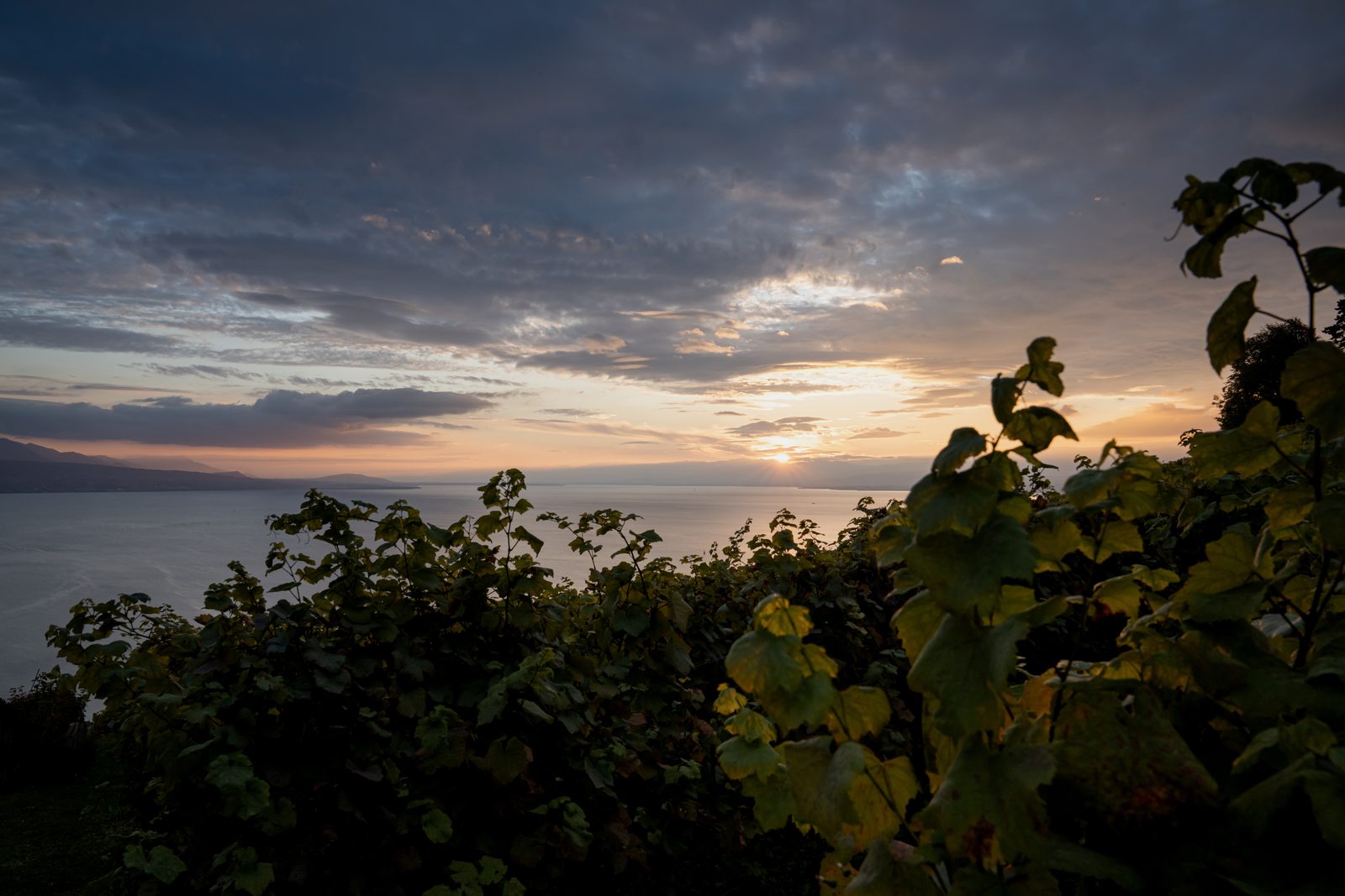 Coucher de soleil sur le Léman, derrière les vignes de Lavaux