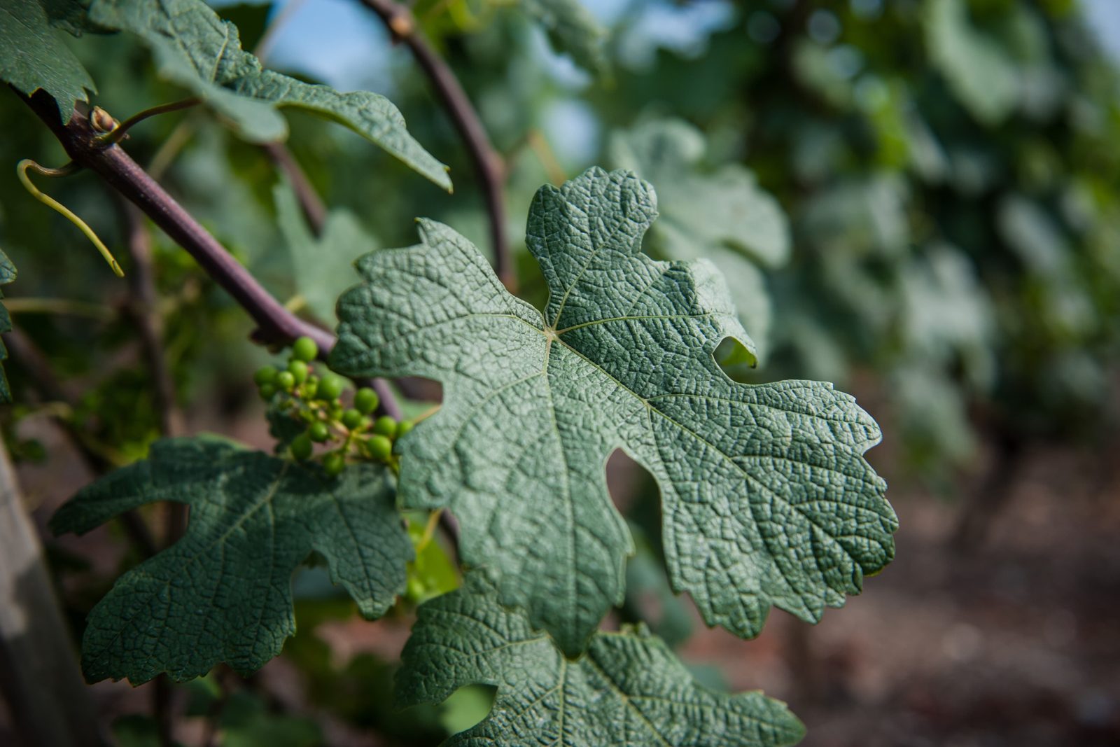 Une jeune grappe en fleur entre les feuilles de vigne
