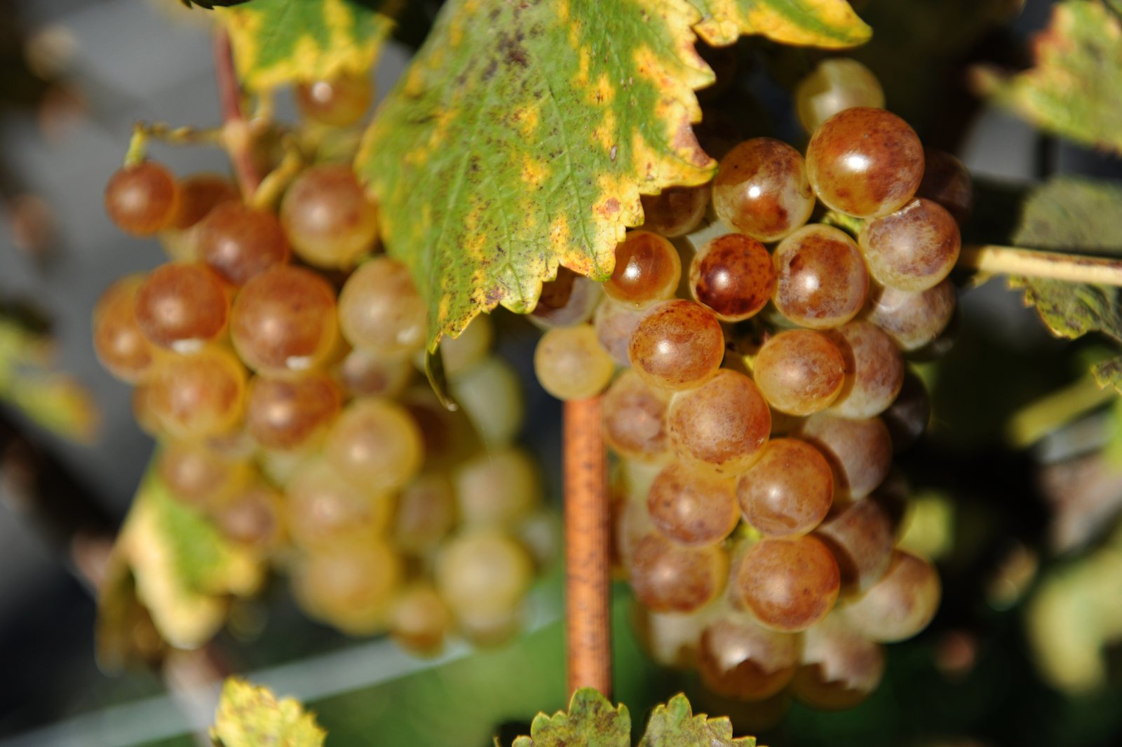 Grappes de Chasselas dorées avant les vendanges