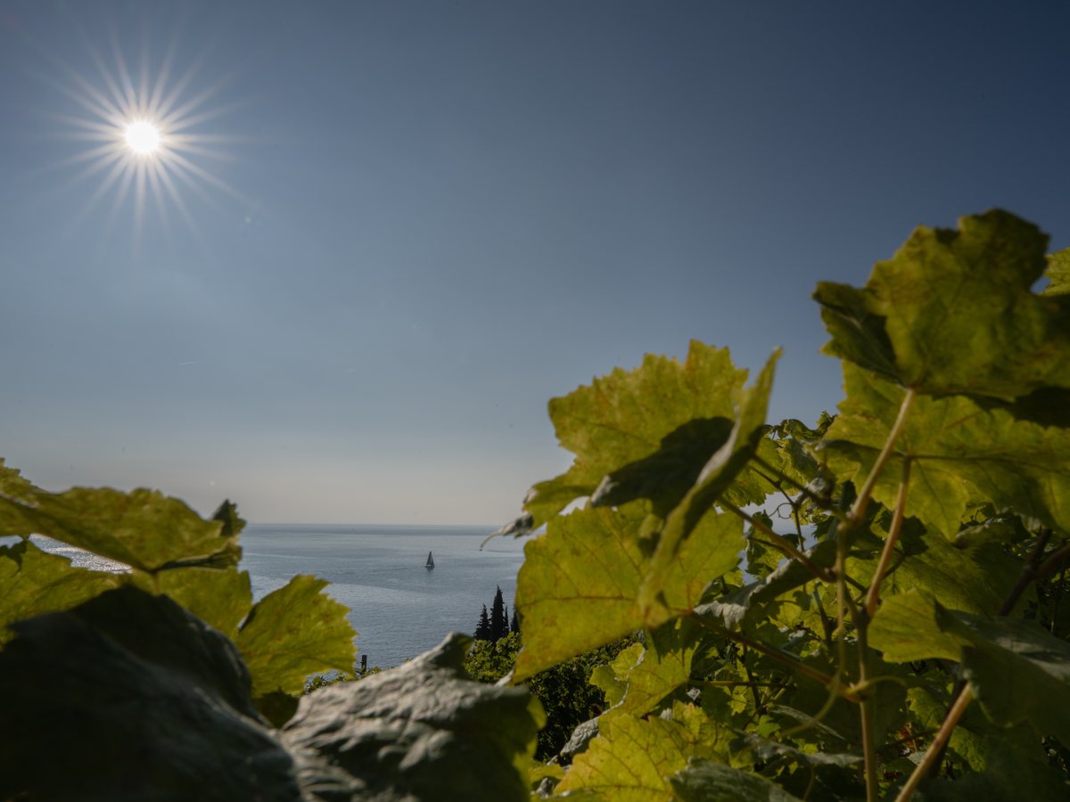 Feuilles de vigne au soleil, le lac Léman en contrebas