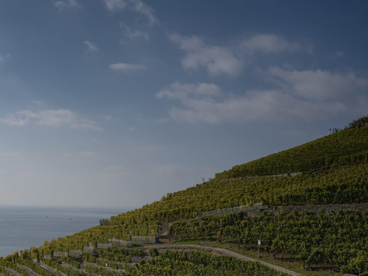 Le vignoble de Lavaux au-dessus du lac Léman