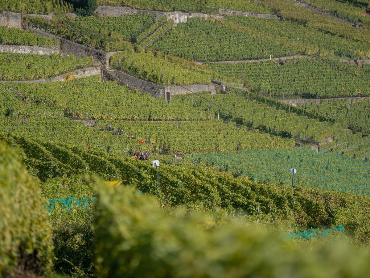 Murs de pierre et vignes en terrasses de Lavaux, pendant les vendanges