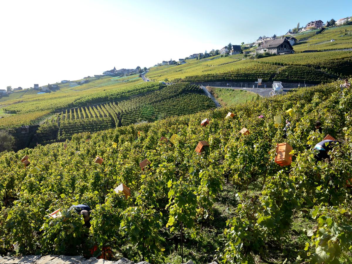 Les vignes en terrasses de Lavaux et un village vigneron, pendant les vendanges