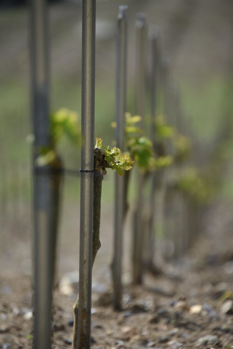 Premier bourgeon — le renouveau du vignoble Porta